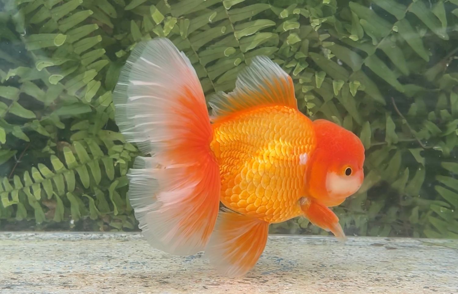 Red Peonytail Oranda (M, 6”)