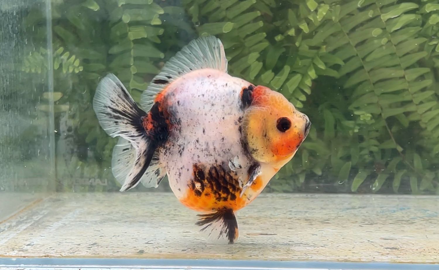Calico Shogun Oranda (4.25”)