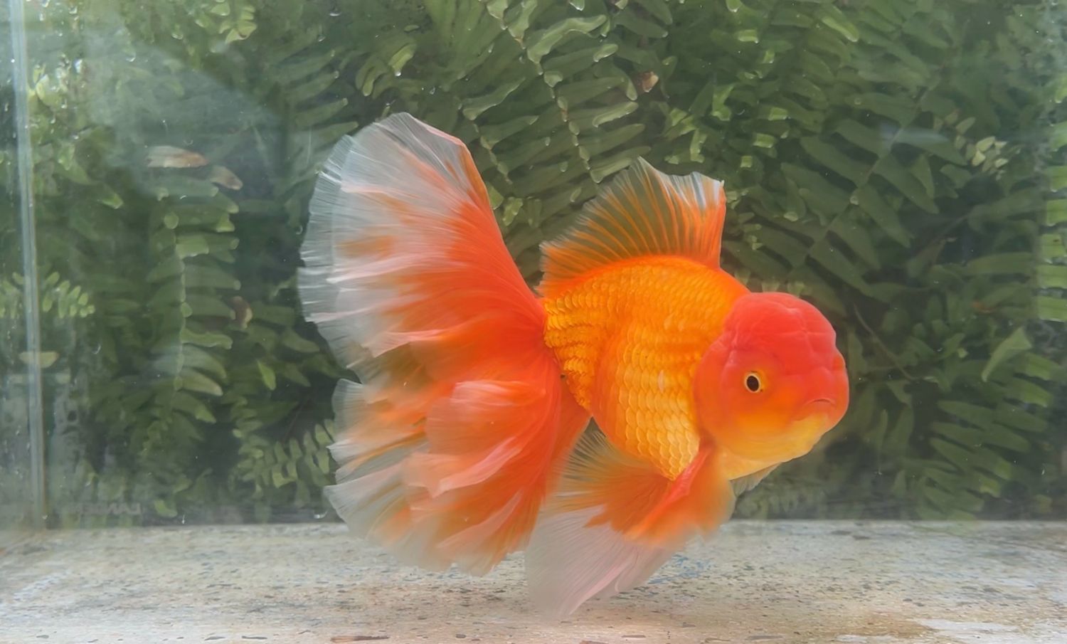 Red Peonytail Oranda (M, 8”)