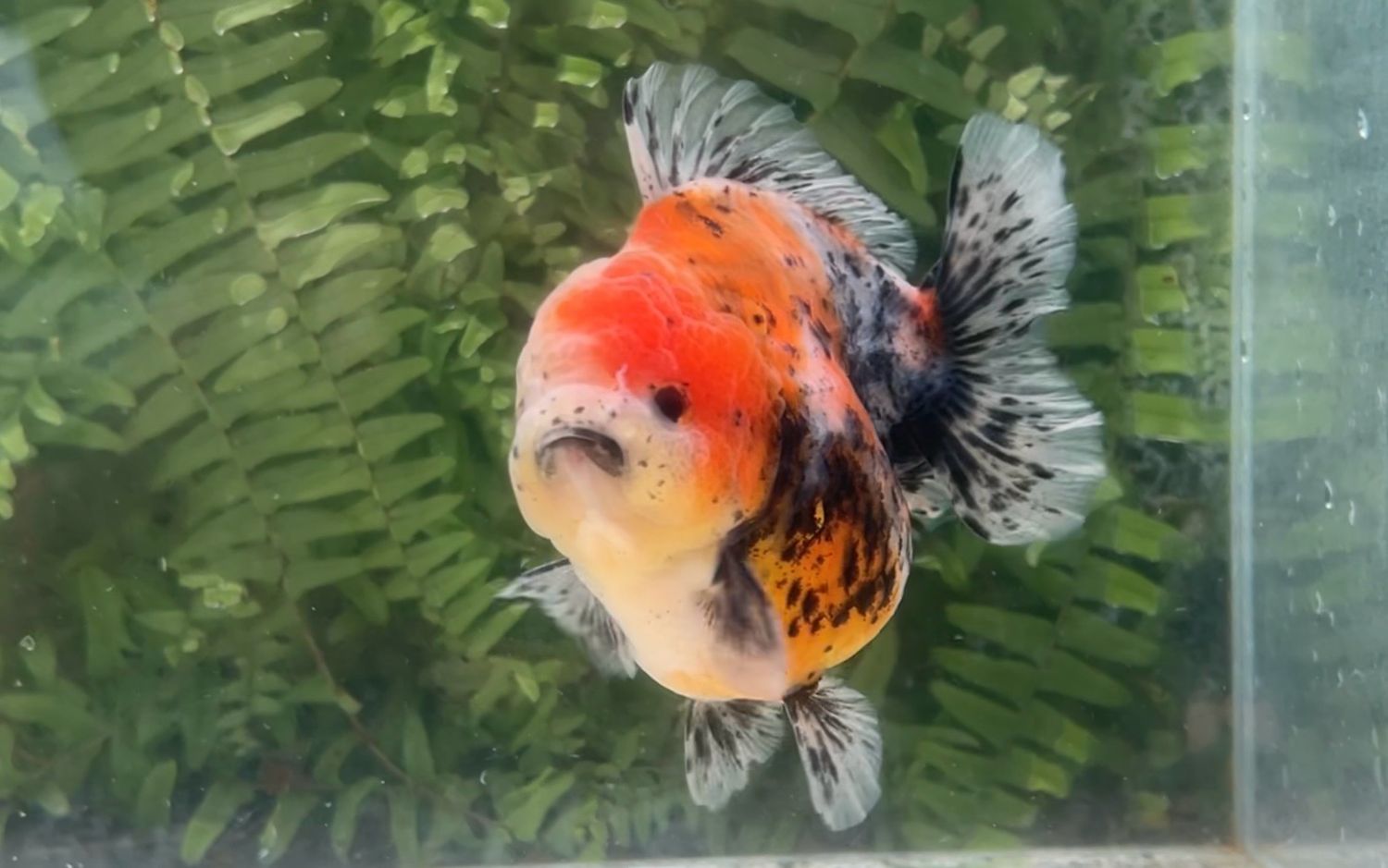 Calico Shogun Oranda (M, 4.75”)