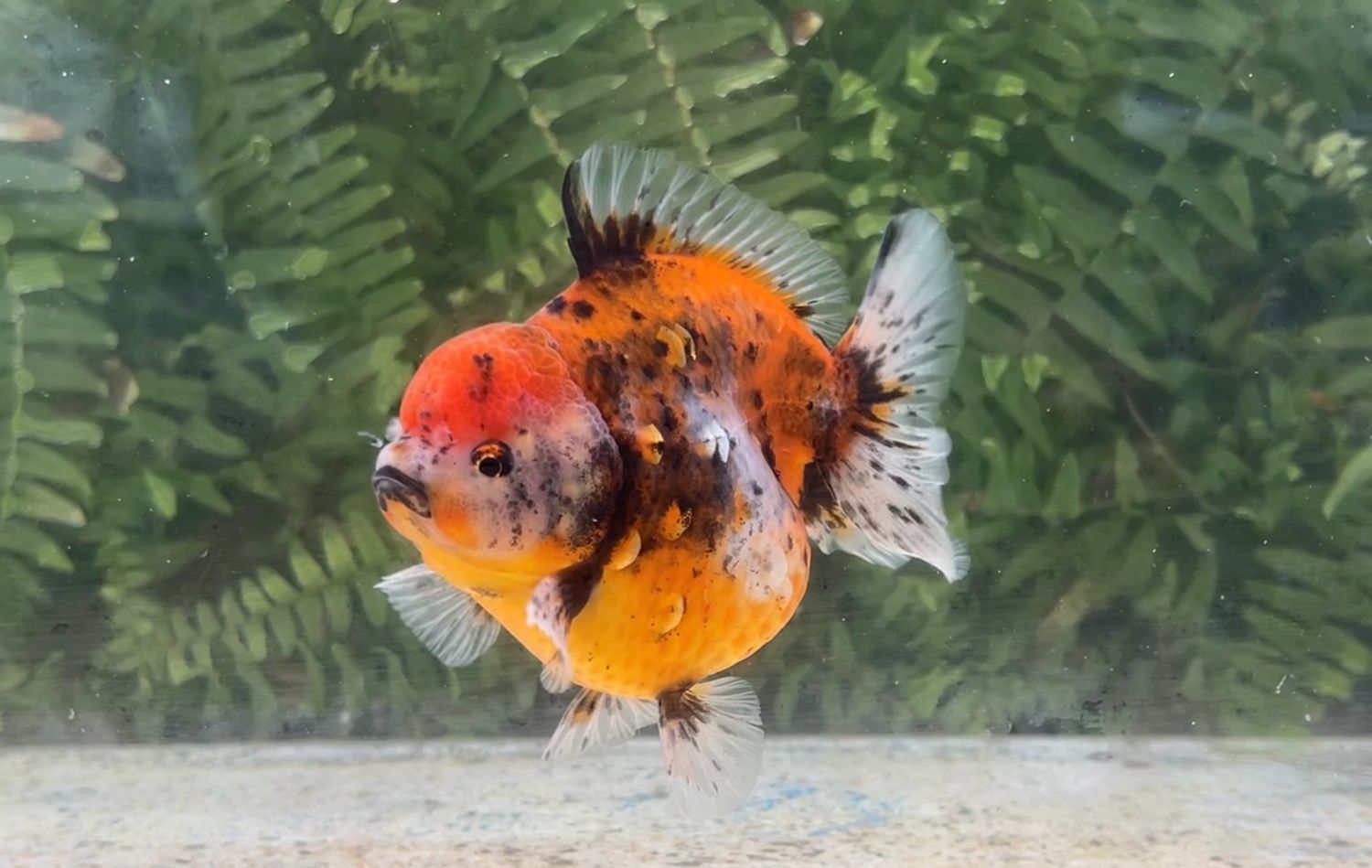 Calico Shogun Oranda (M, 4.25”)