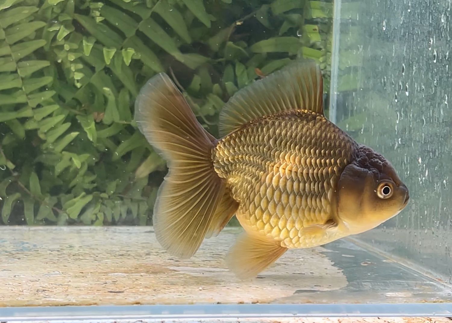 Bronze Rosetail Oranda (F, 4.5”)