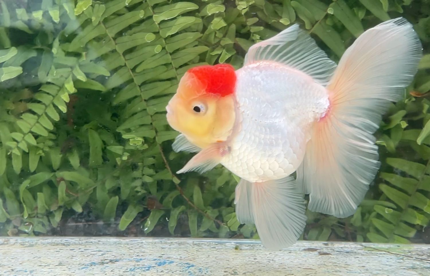 Tancho Peonytail Oranda (M, 5”)