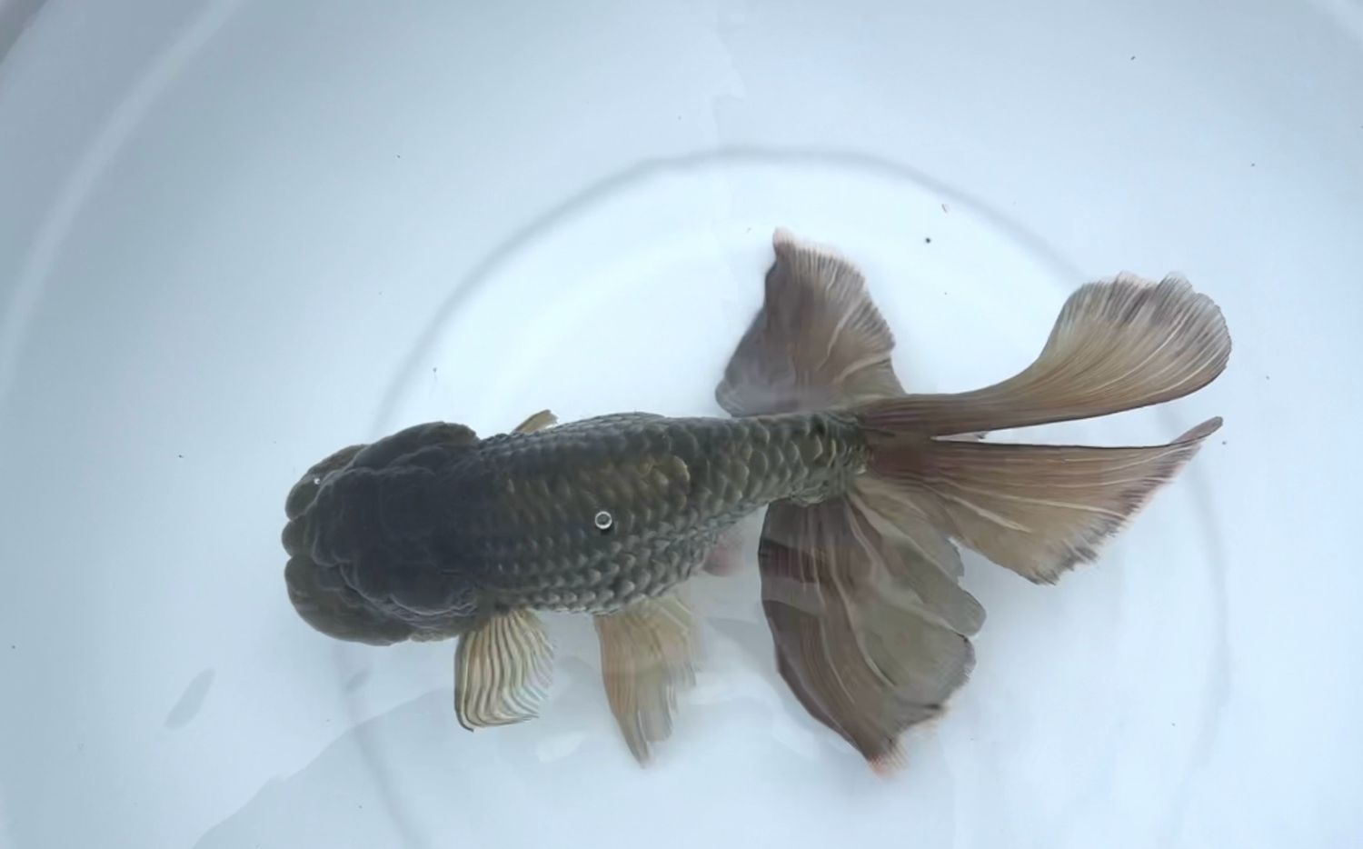 Bronze Phoenixtail Ranchu (M, 7.25”)