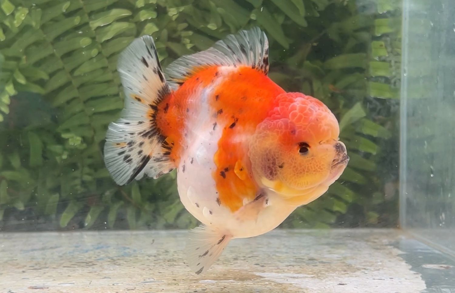 Tri-color Shogun Oranda (4”)
