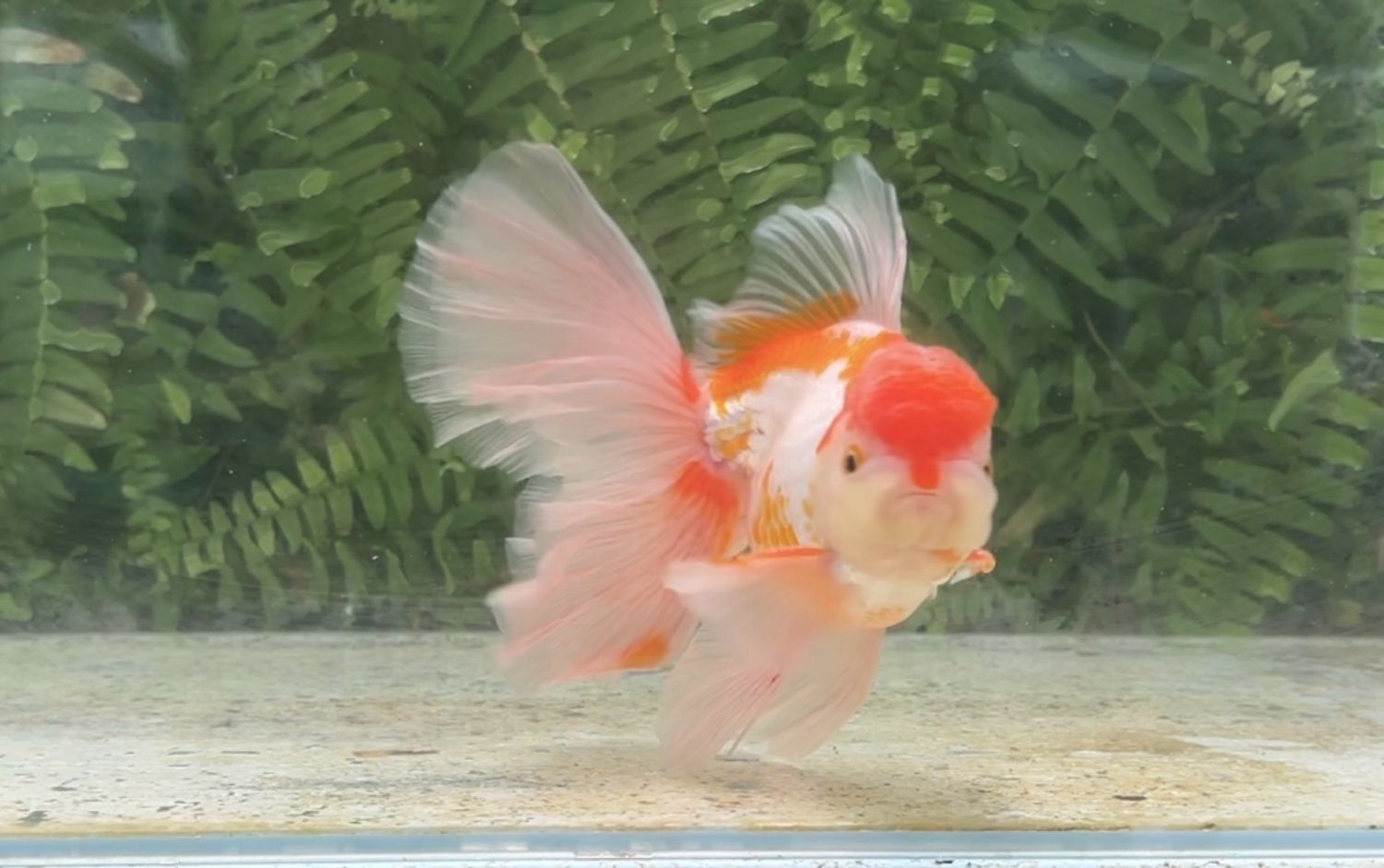 Red And White Peonytail Oranda (M, 6”)