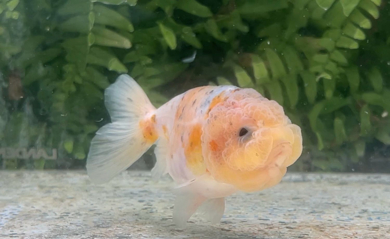 Calico Lionhead (4”)