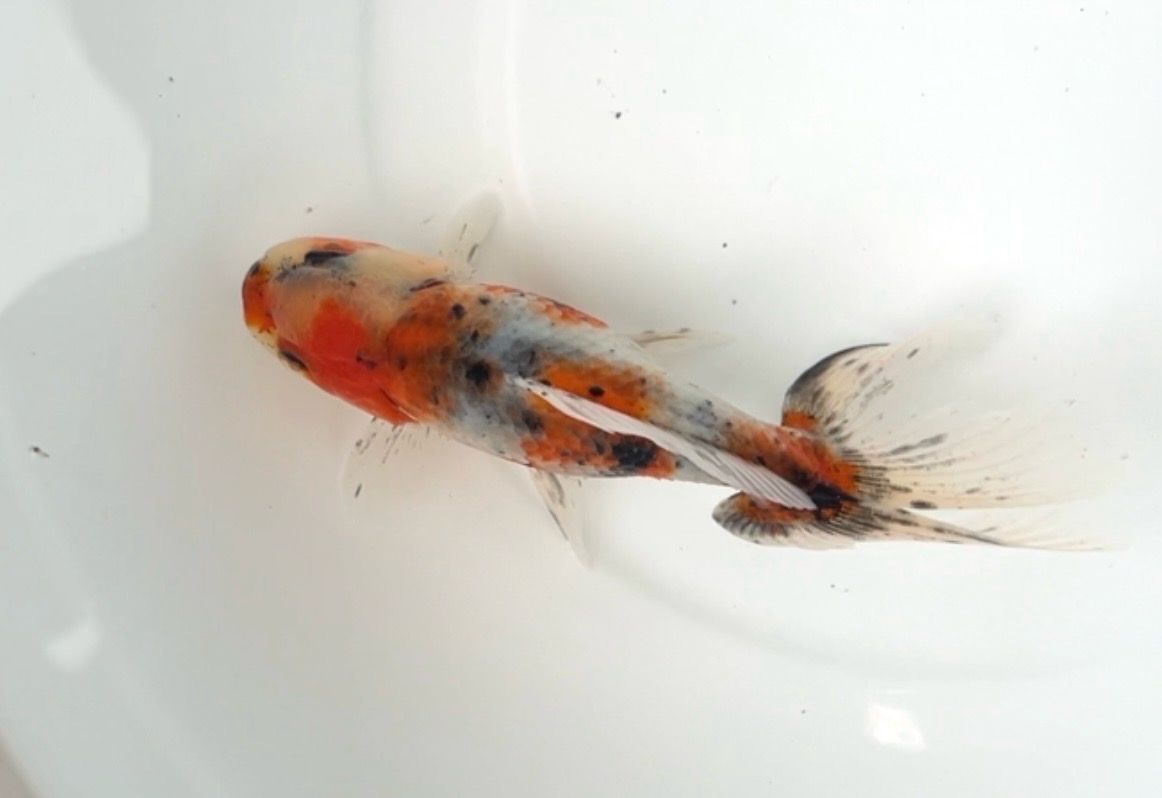 Azumanishiki (4.75”)