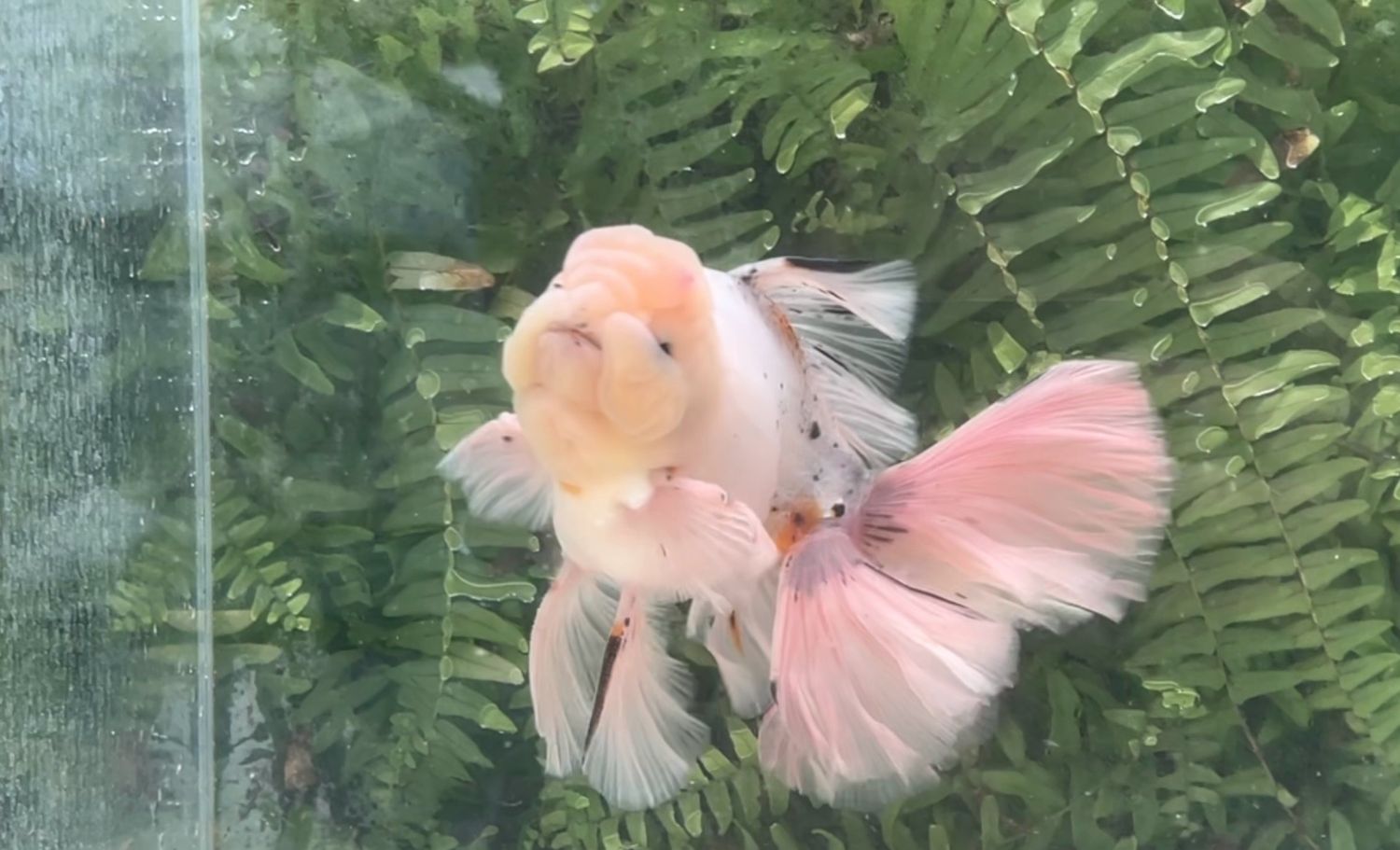 Calico Rosetail Oranda (M, 7.25”)