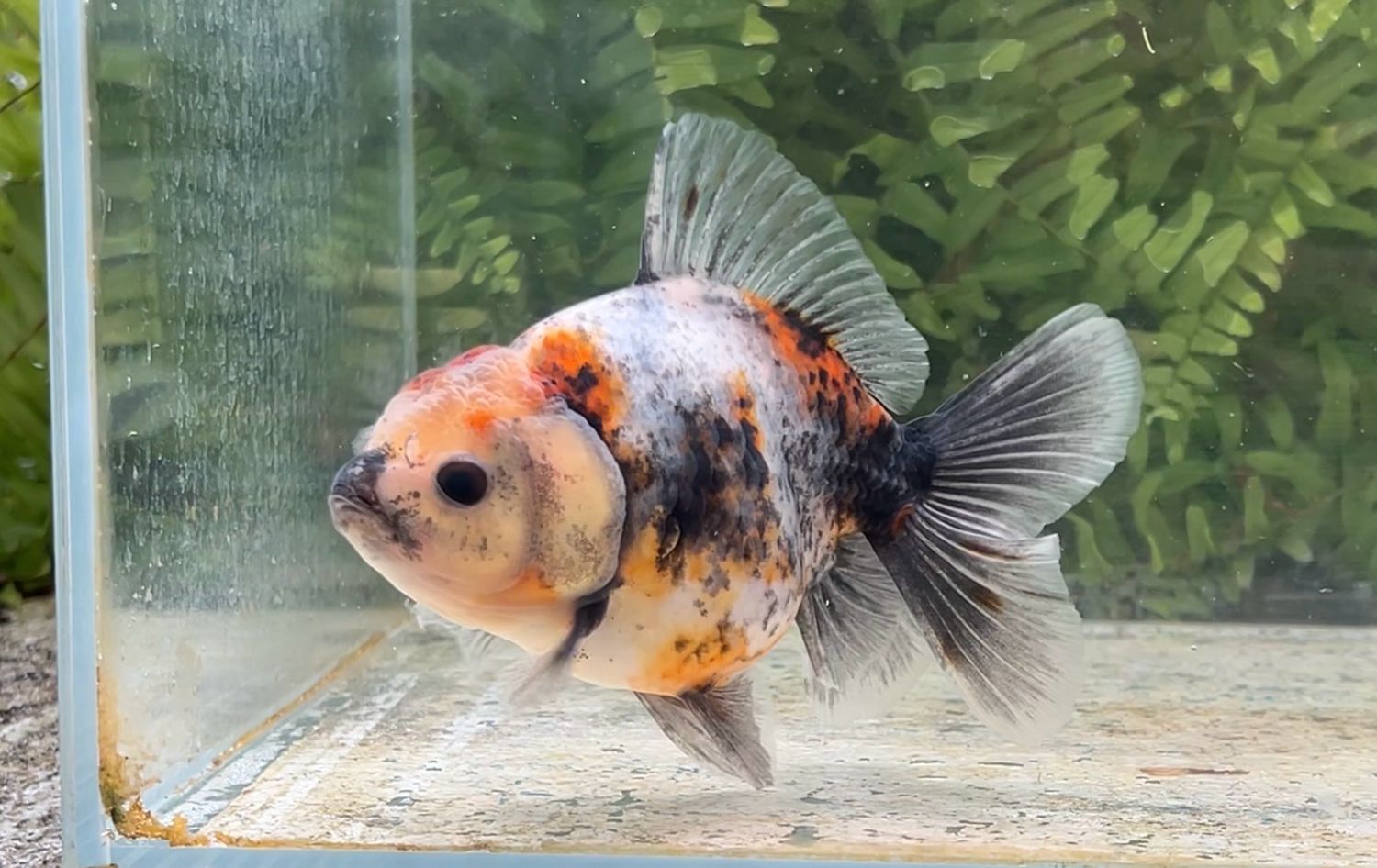 Calico Rosetail Oranda (F, 5.25”)