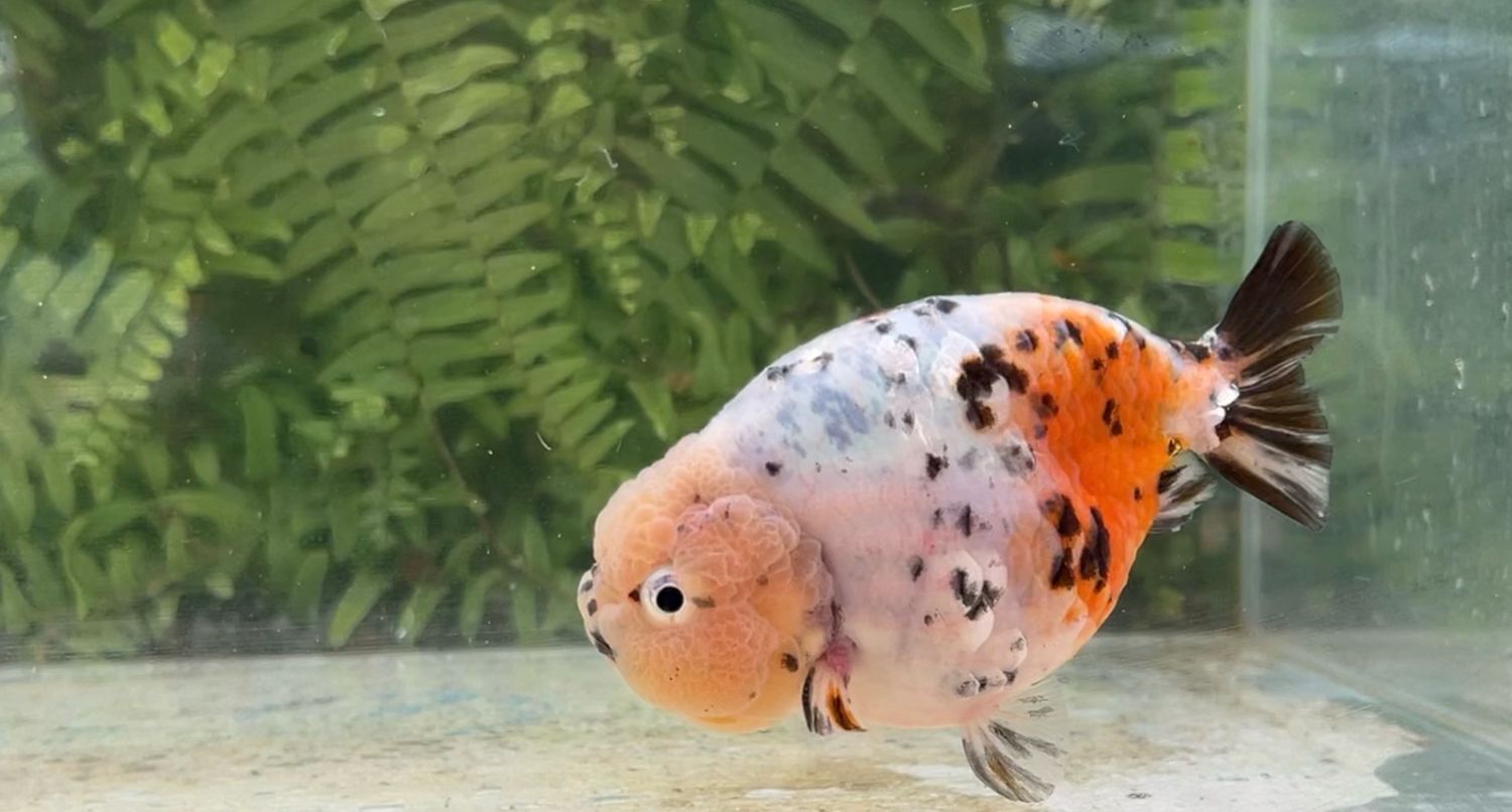 Calico Yuanbao Ranchu (M, 4.5”)