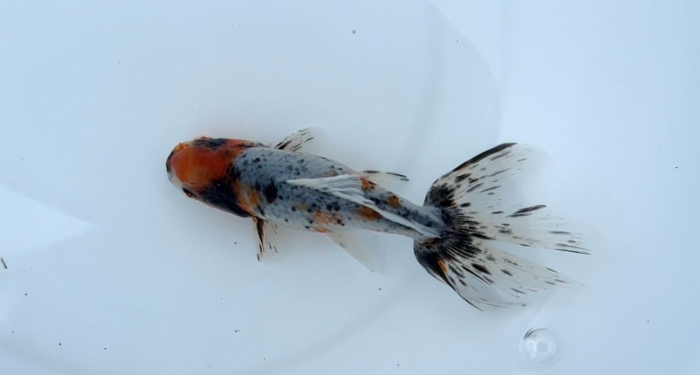 Azumanishiki (4.75”)