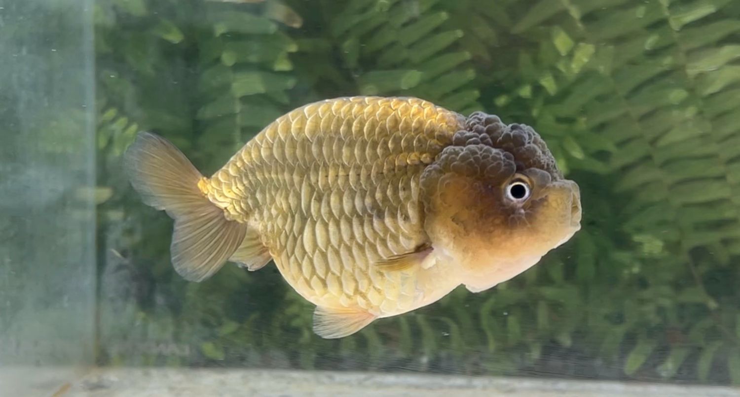 Bronze Yuanbao Ranchu (F, 4.5”)