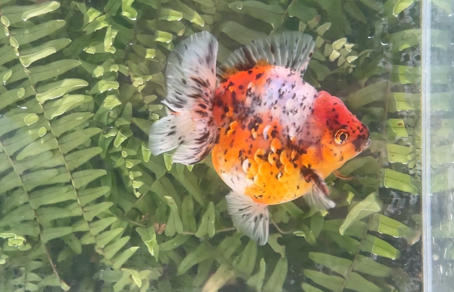 Calico Shogun Oranda (3.75”)