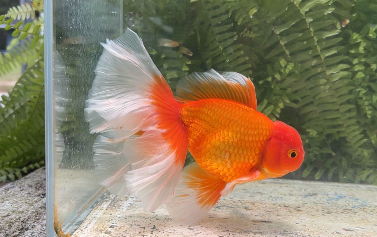 Red Peonytail Oranda (M, 7.5”)