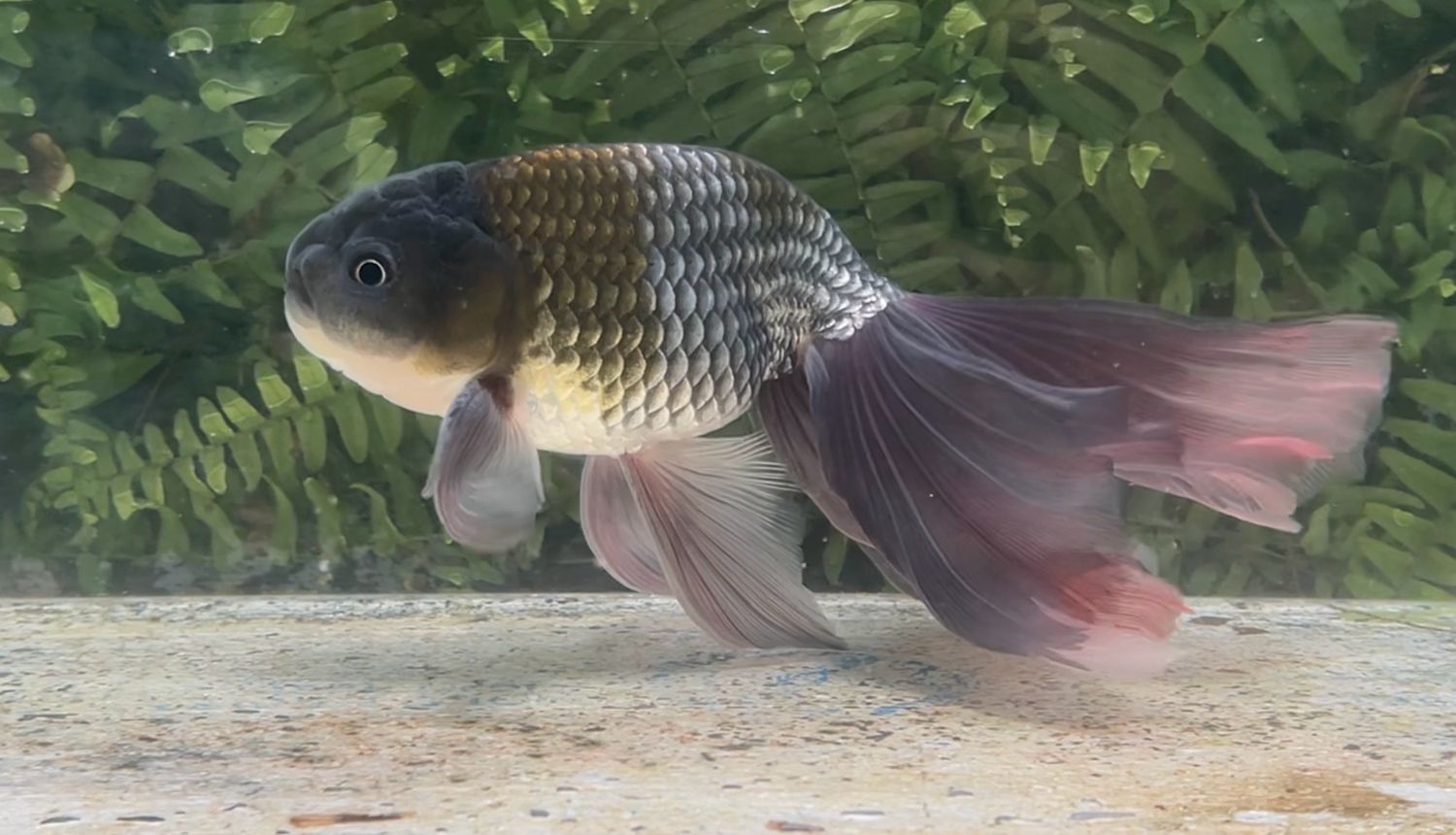 Blue Egg Phoenix (M, 9”)