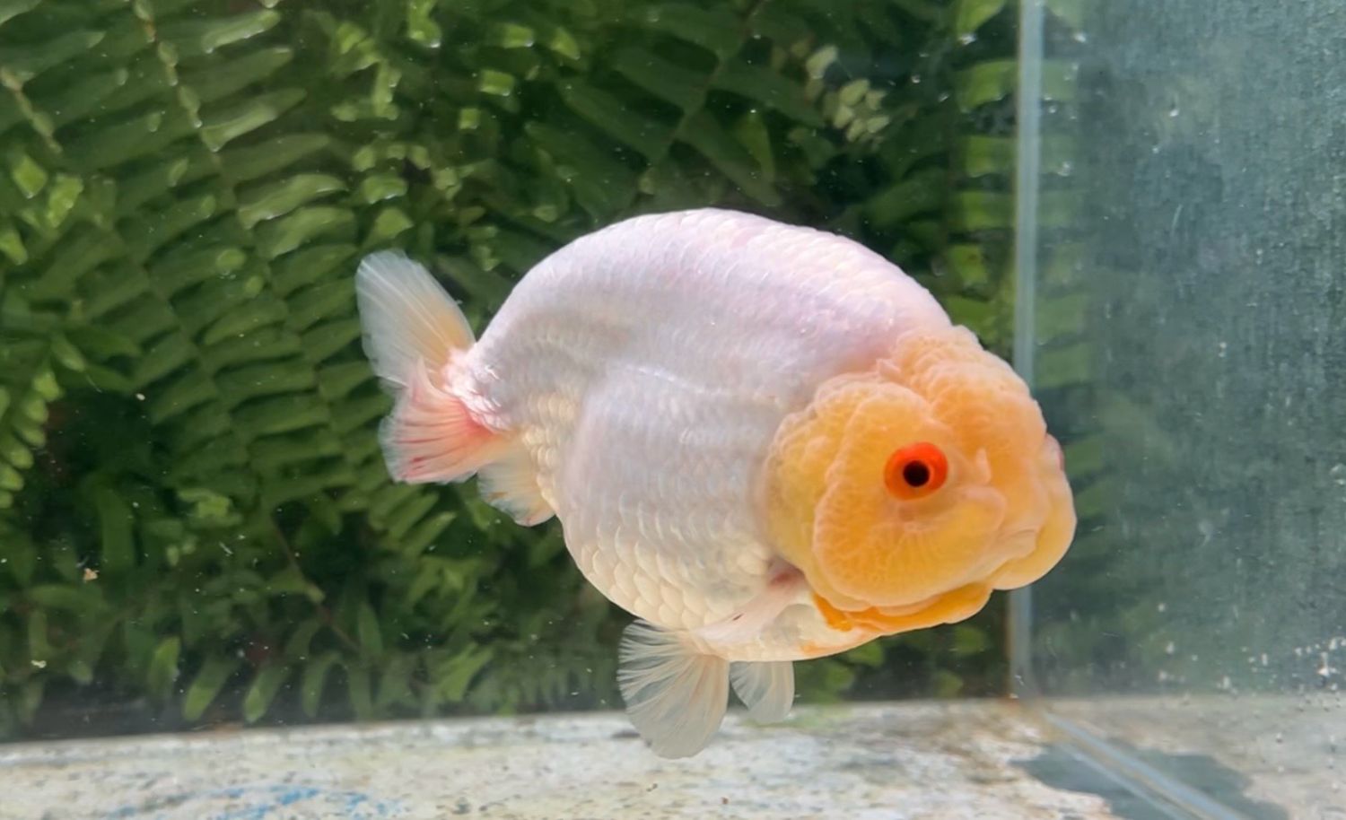 Lemon Head White Yuanbao Ranchu (M, 4.75”)