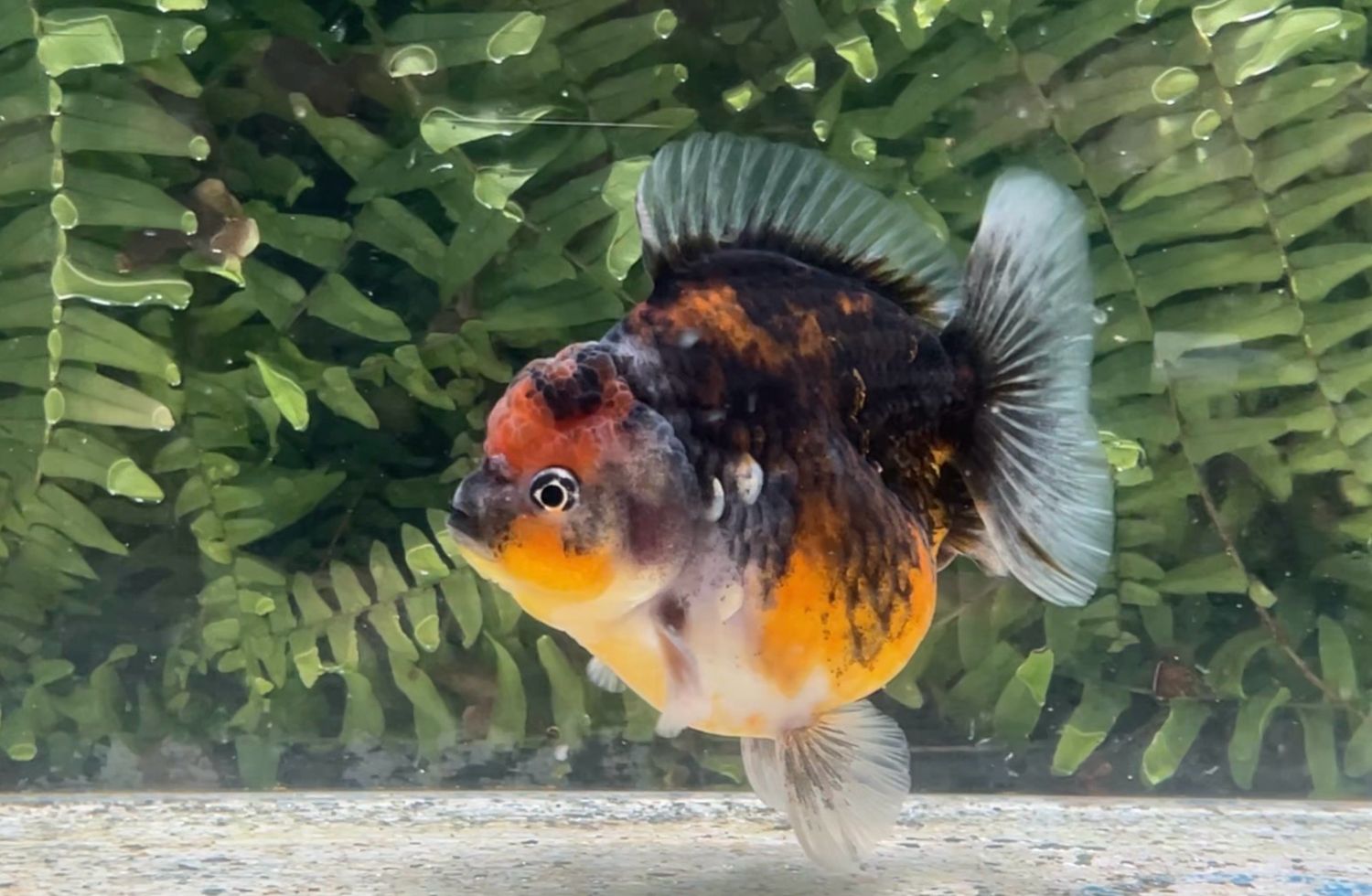 Kirin Shogun Oranda (3.75”)