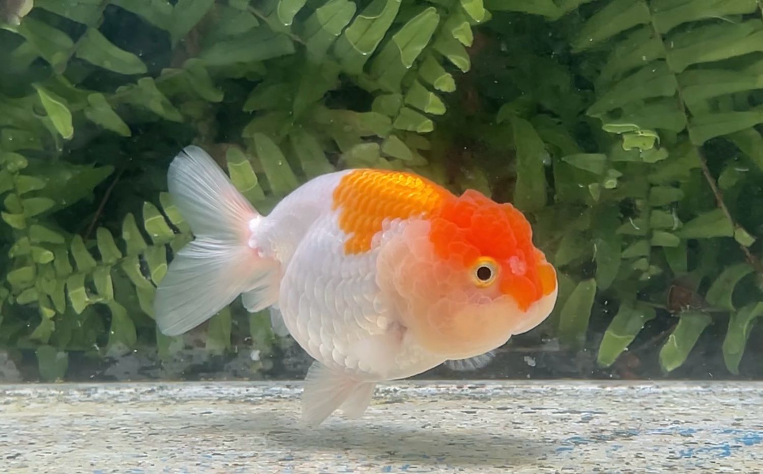 Red And White Lionhead (3.75”)