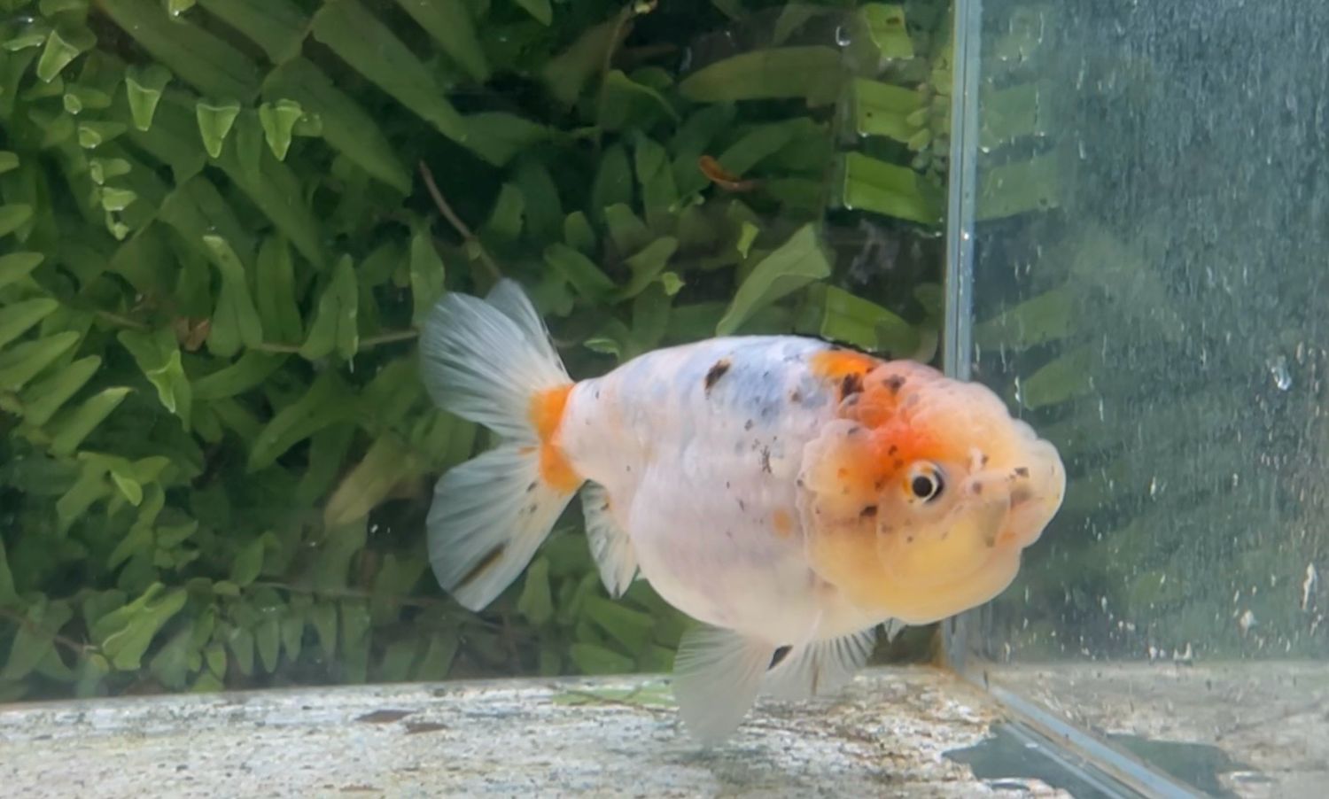 Calico Lionhead (F, 4.5”)