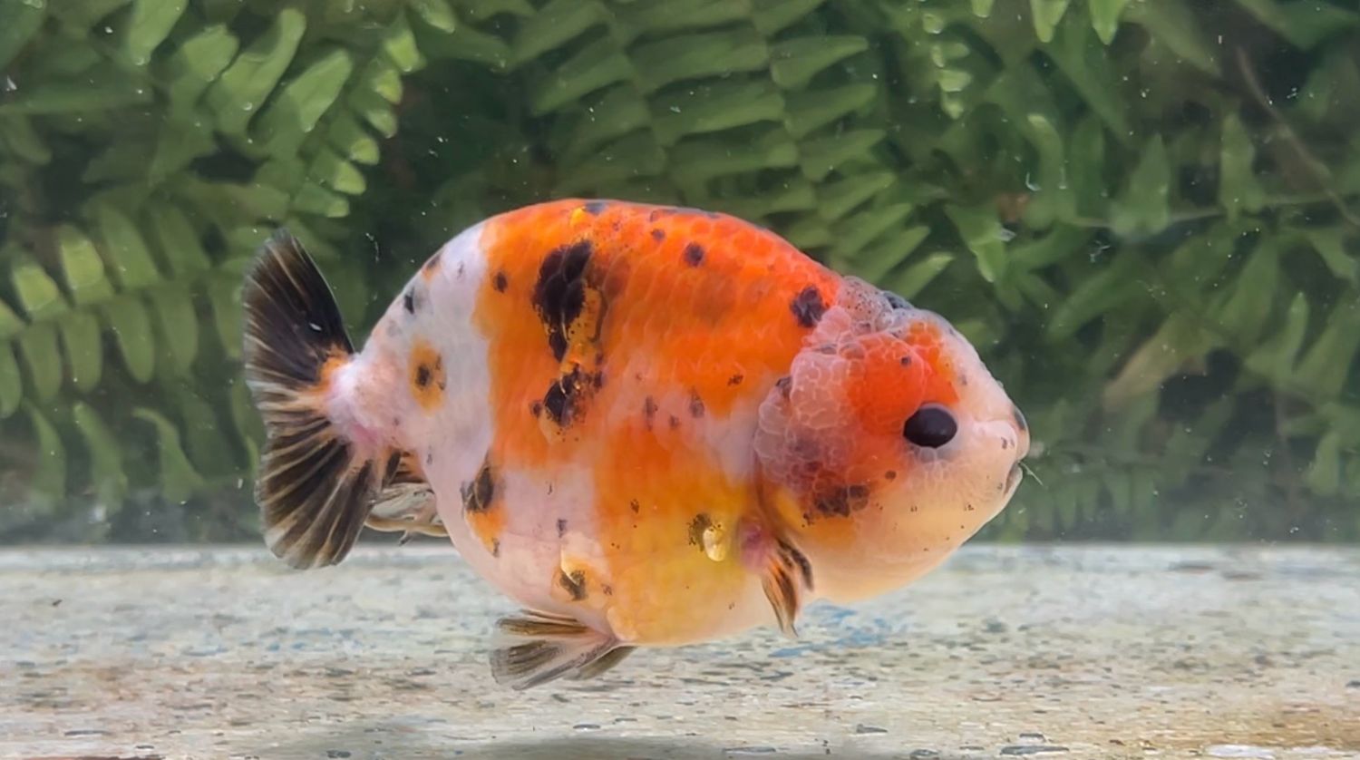 Tri-color Yuanbao Ranchu (M, 4”)