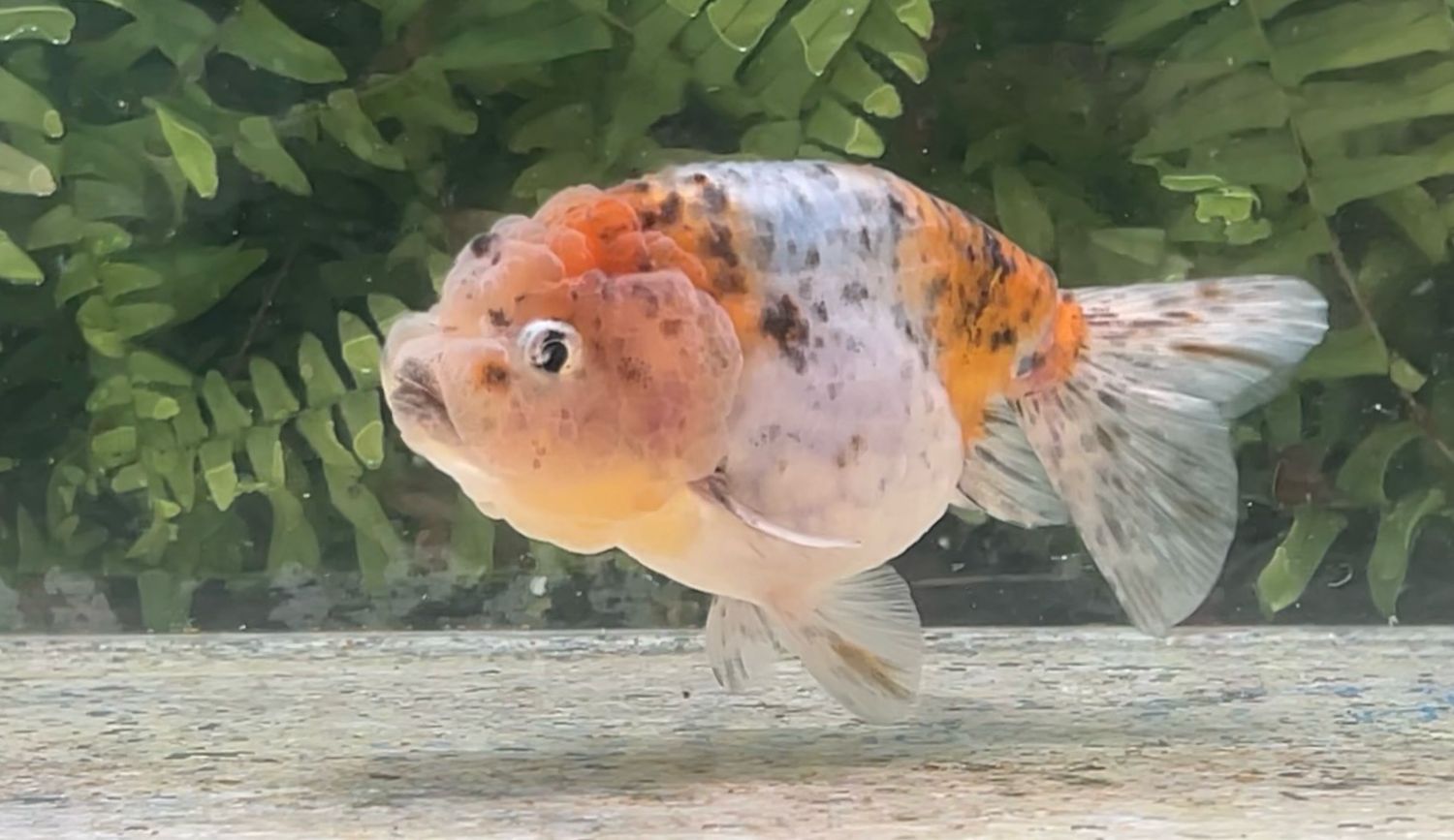 Calico Lionhead (F, 4.5”)