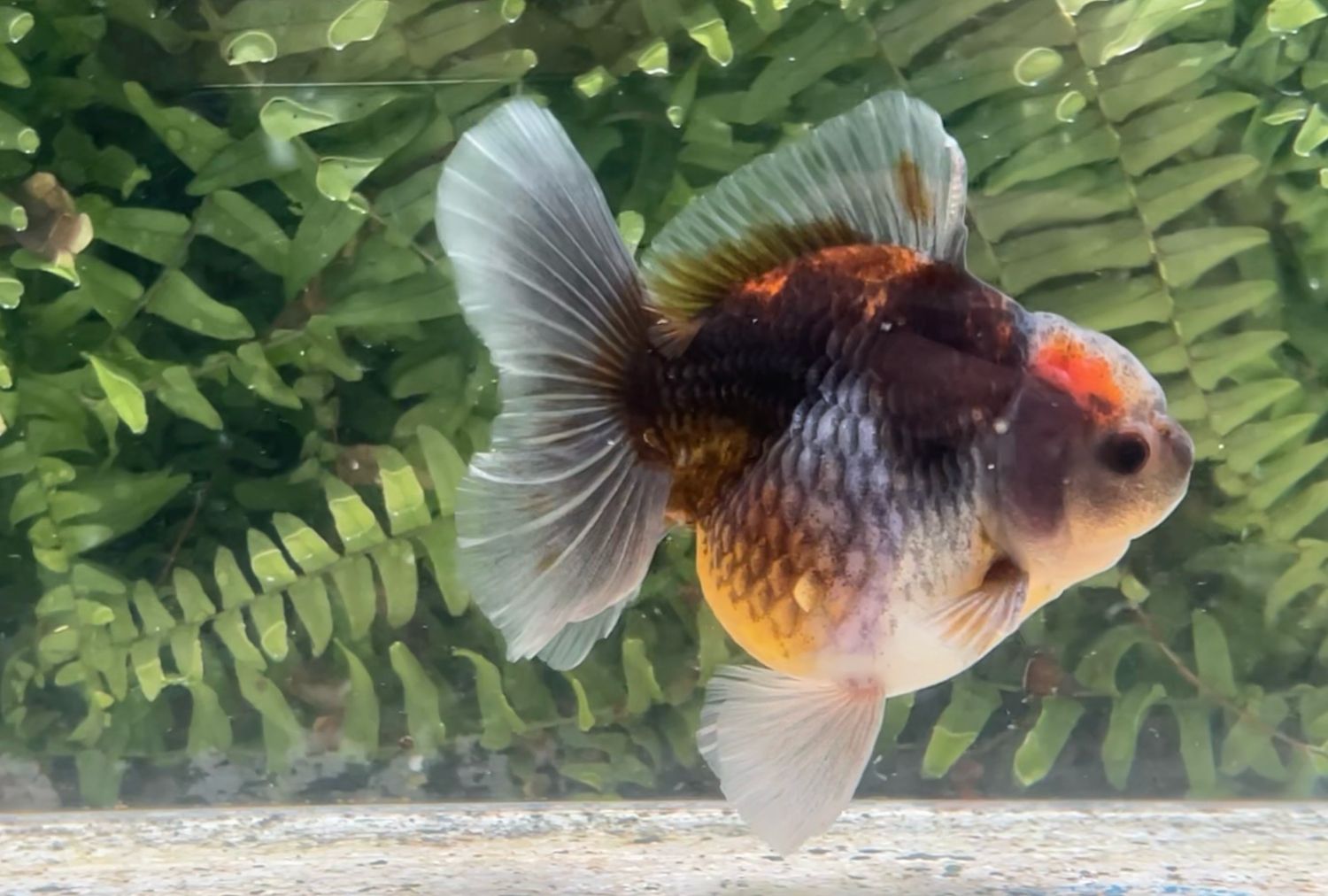 Kirin Rosetail Oranda (4.25”)