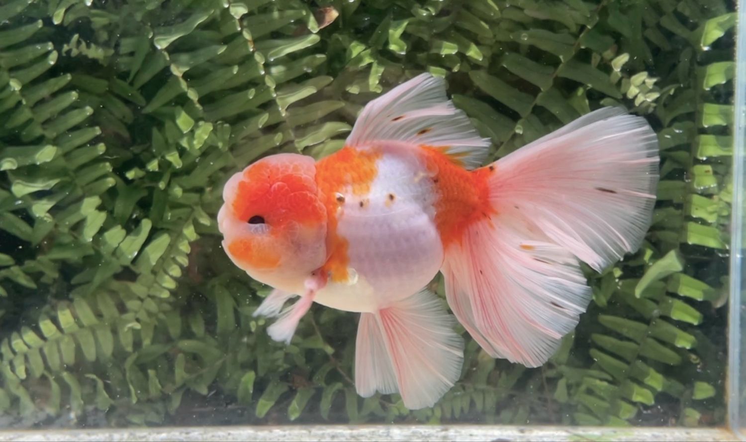 Sakura Rosetail Oranda (M, 6.25”)