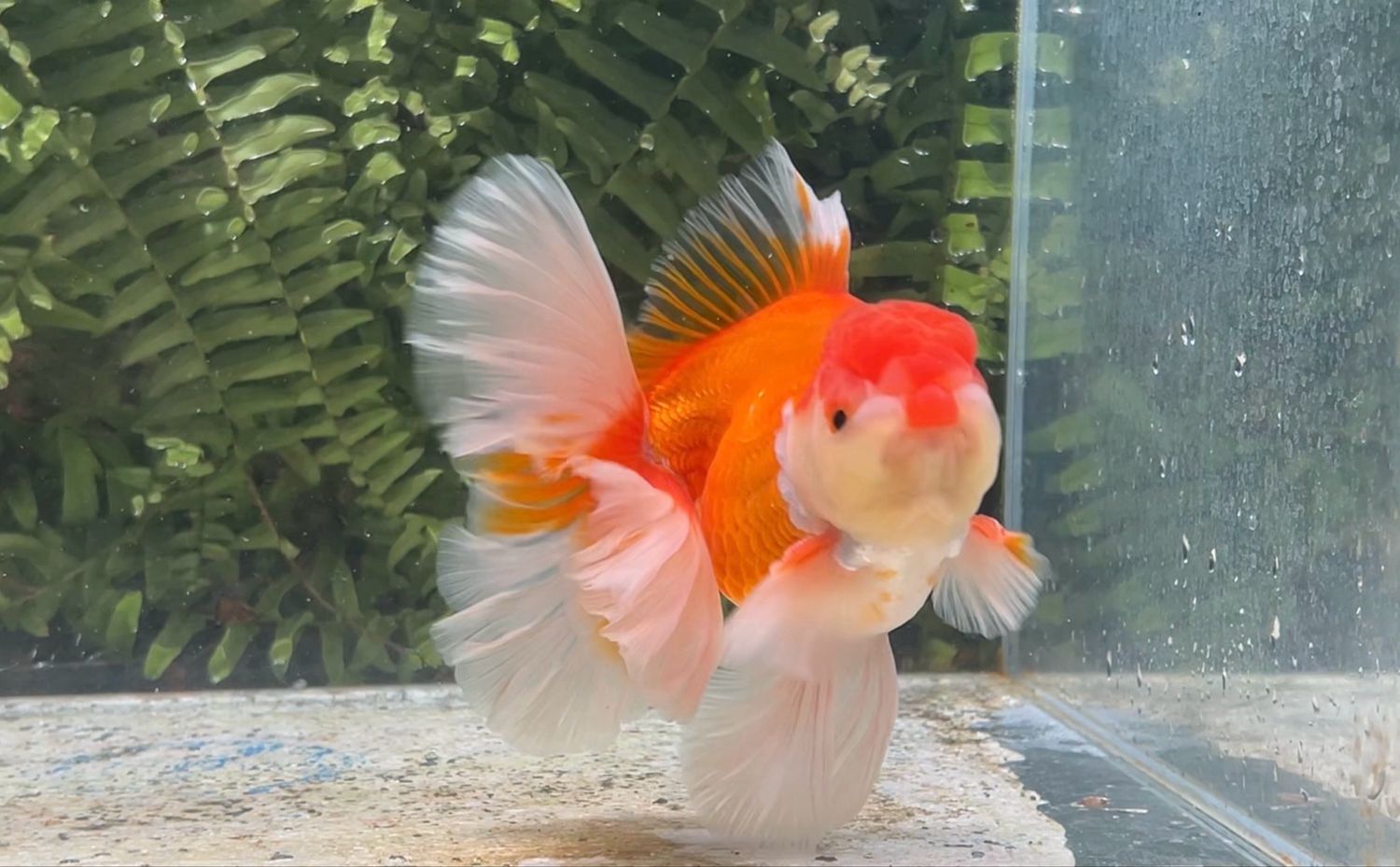 Red And White Peonytail Oranda (M, 6”)