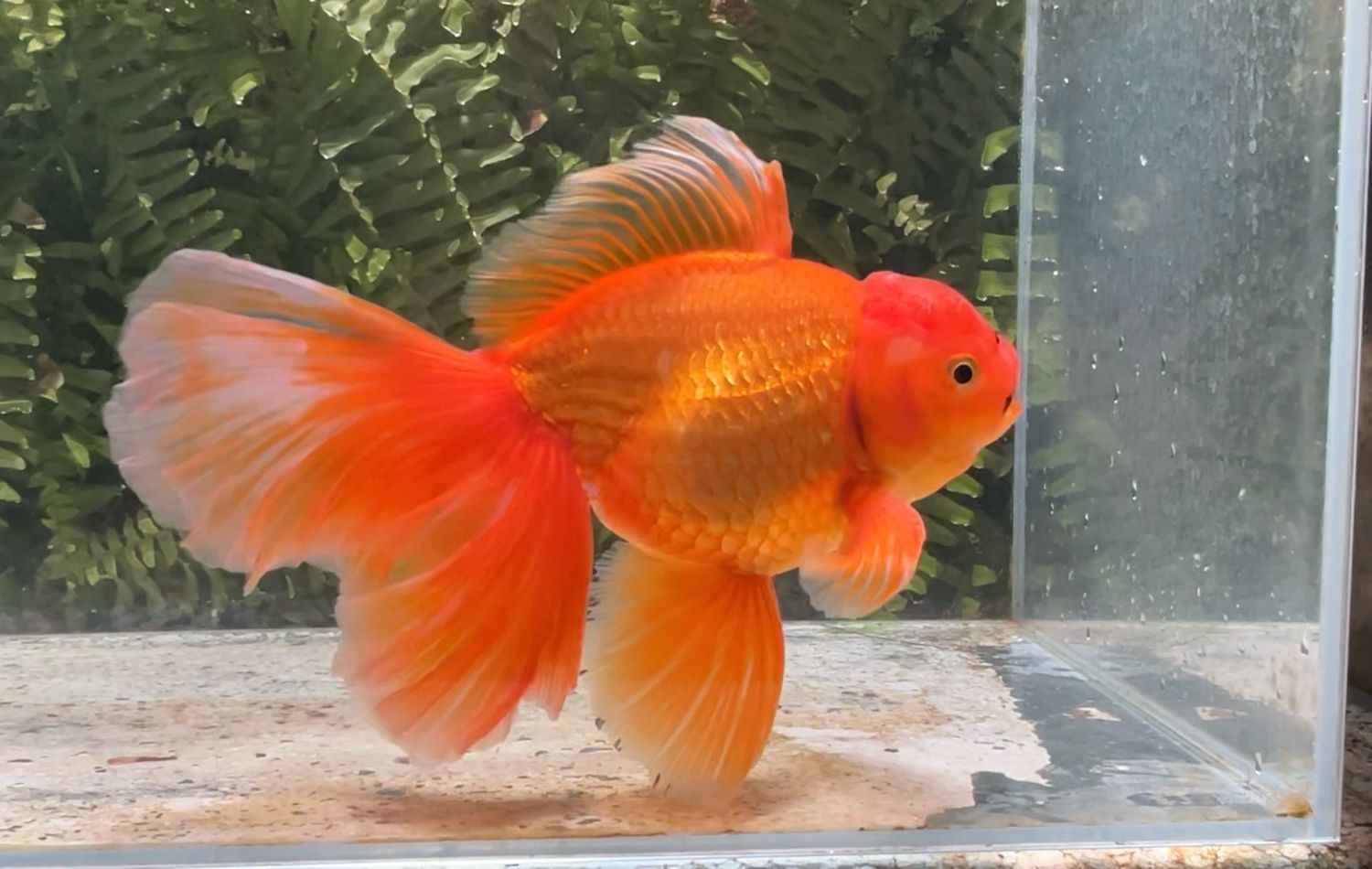 Red Peonytail Oranda (M, 8”)