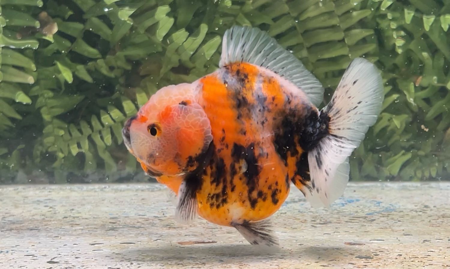 Calico Shogun Oranda (4”)