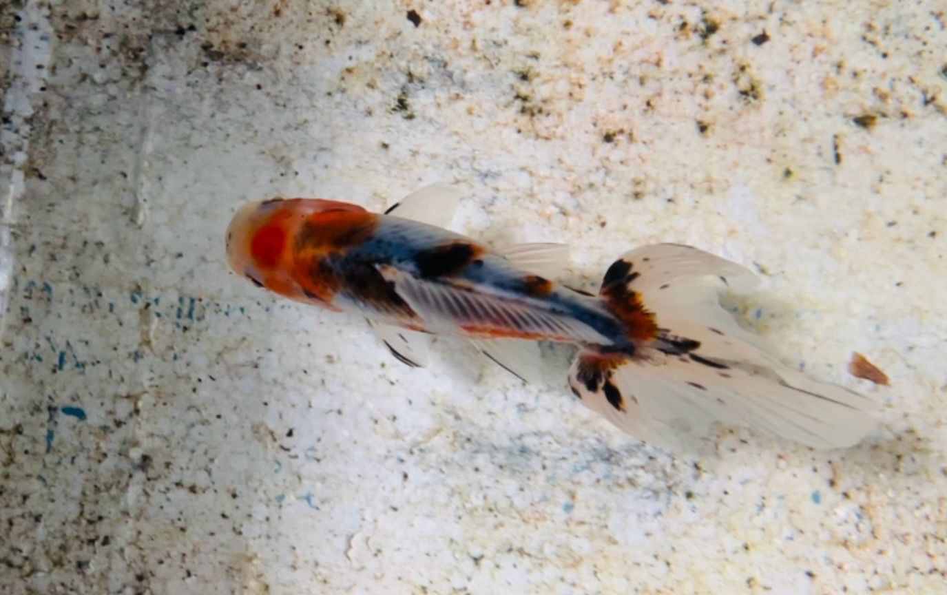 Azumanishiki (4.75”)