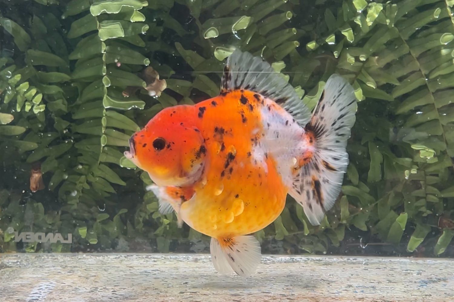 Calico Shogun Oranda (4”)