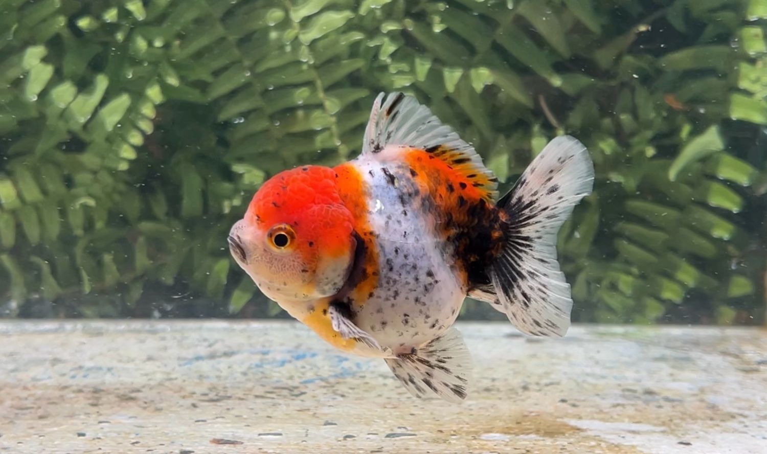 Calico Shogun Oranda (3.5”)