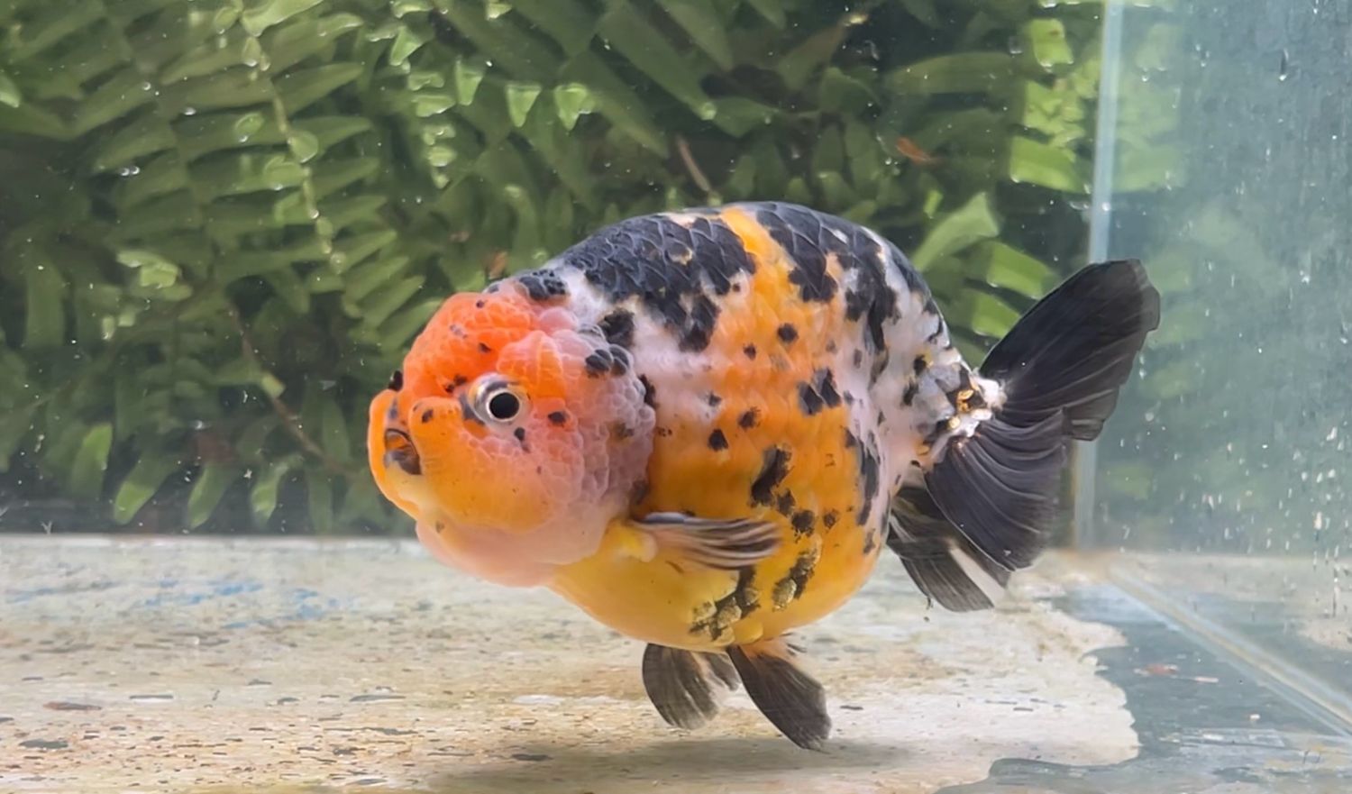 Calico Yuanbao Ranchu (M, 5”)