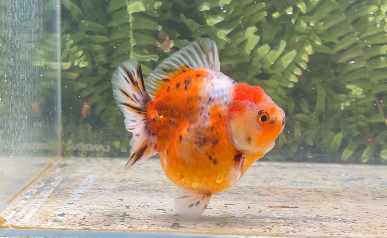 Calico Shogun Oranda (3.75”)