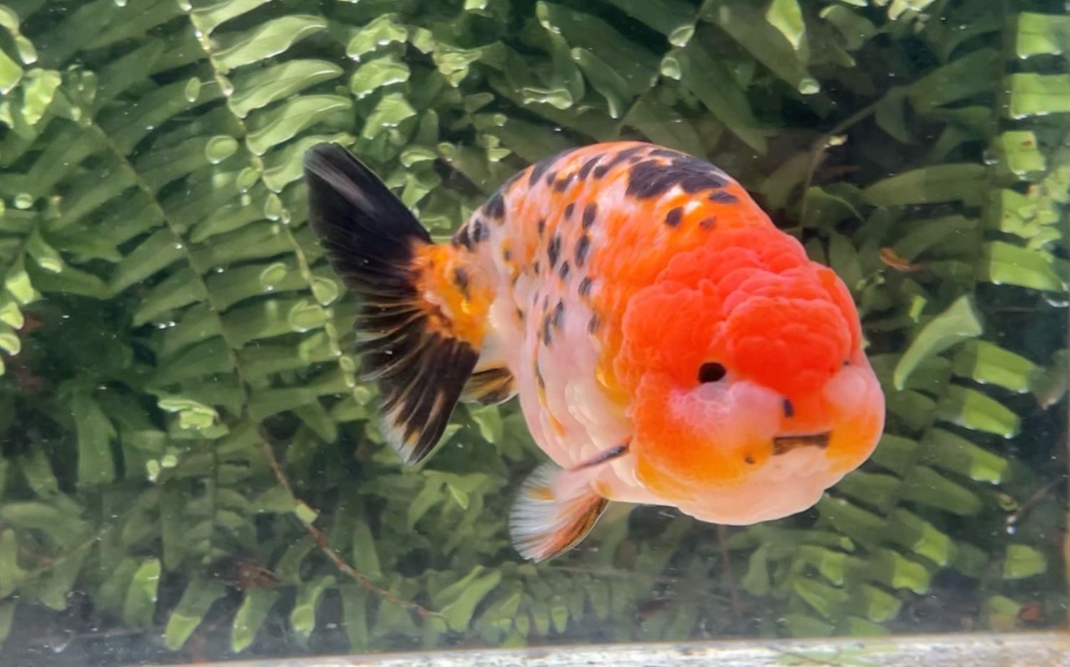 Silver Coin Tri-color Yuanbao Ranchu (M, 5.25”)