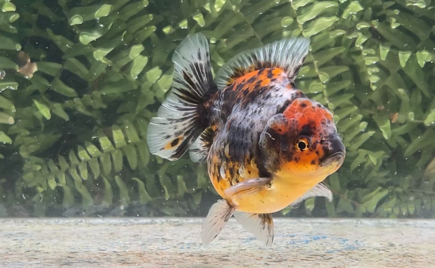 Calico Shogun Oranda (3.75”)