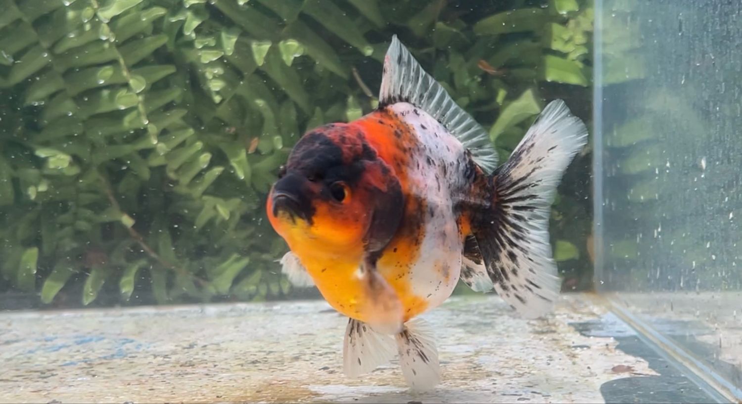 Calico Shogun Oranda (3.75”)