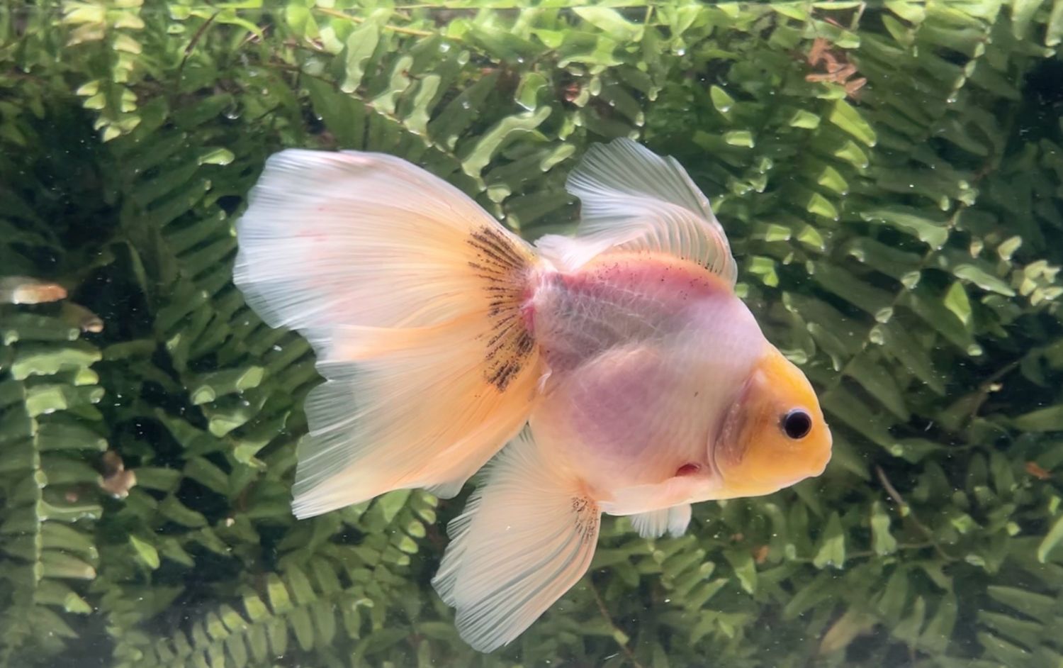 White Matte Veiltail (M, 6.75”)