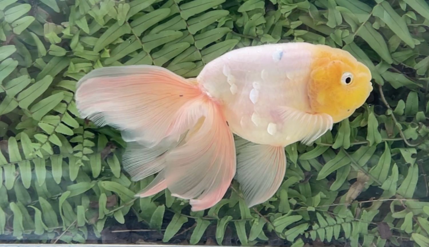 Silver Coin White Phoenixtail Ranchu (M, 6.5”)
