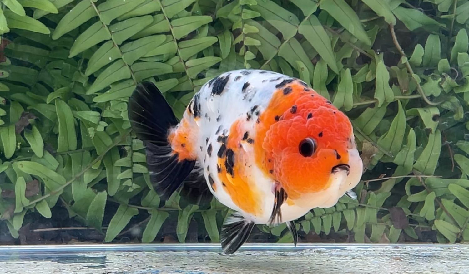 Calico Yuanbao Ranchu (M, 4.5”)