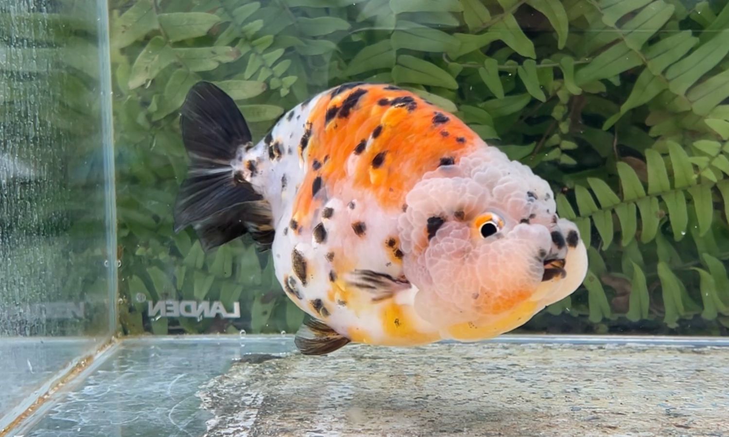 Calico Yuanbao Ranchu (M, 4.5”)