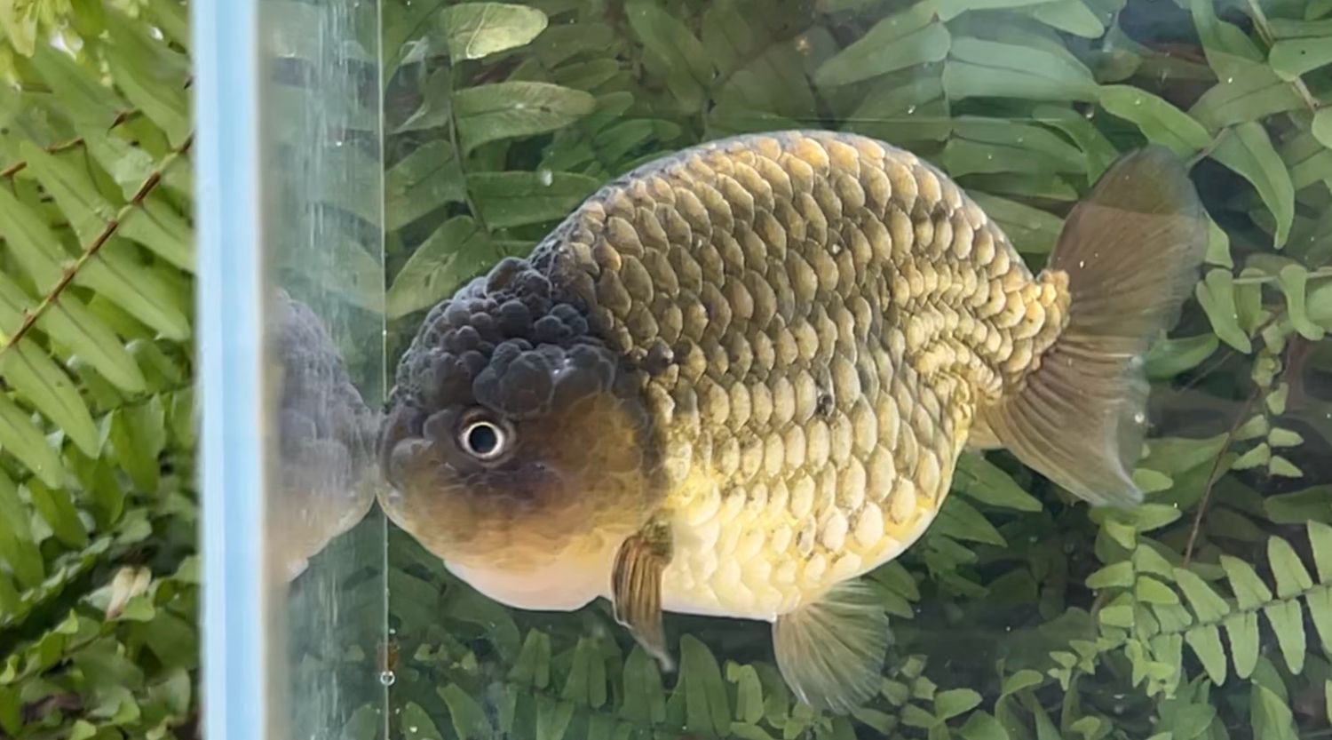Bronze Yuanbao Ranchu (M, 5”)