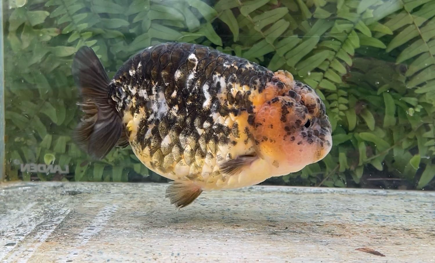 Calico Yuanbao Ranchu (M, 5.25”)
