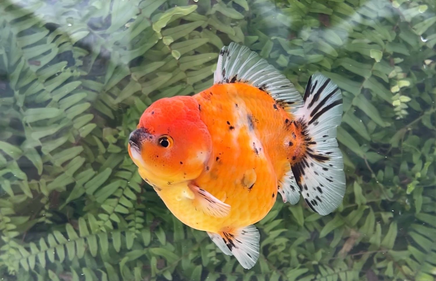 Calico Shogun Oranda (M, 4.5”)