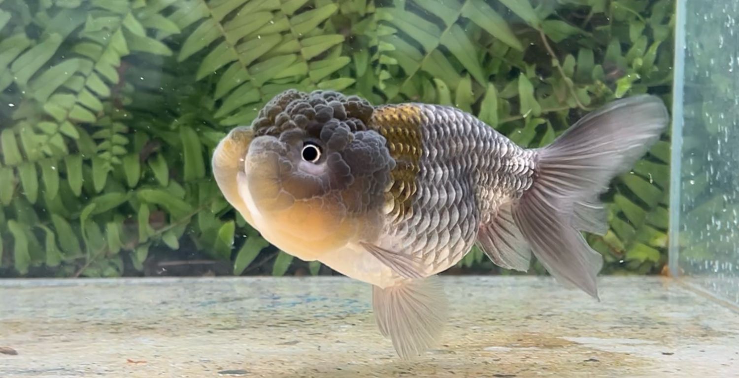 Blue Lionhead (F, 5”)