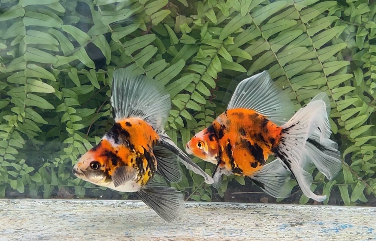 2 Pack Assorted Deep Body Veiltails (4.5”)