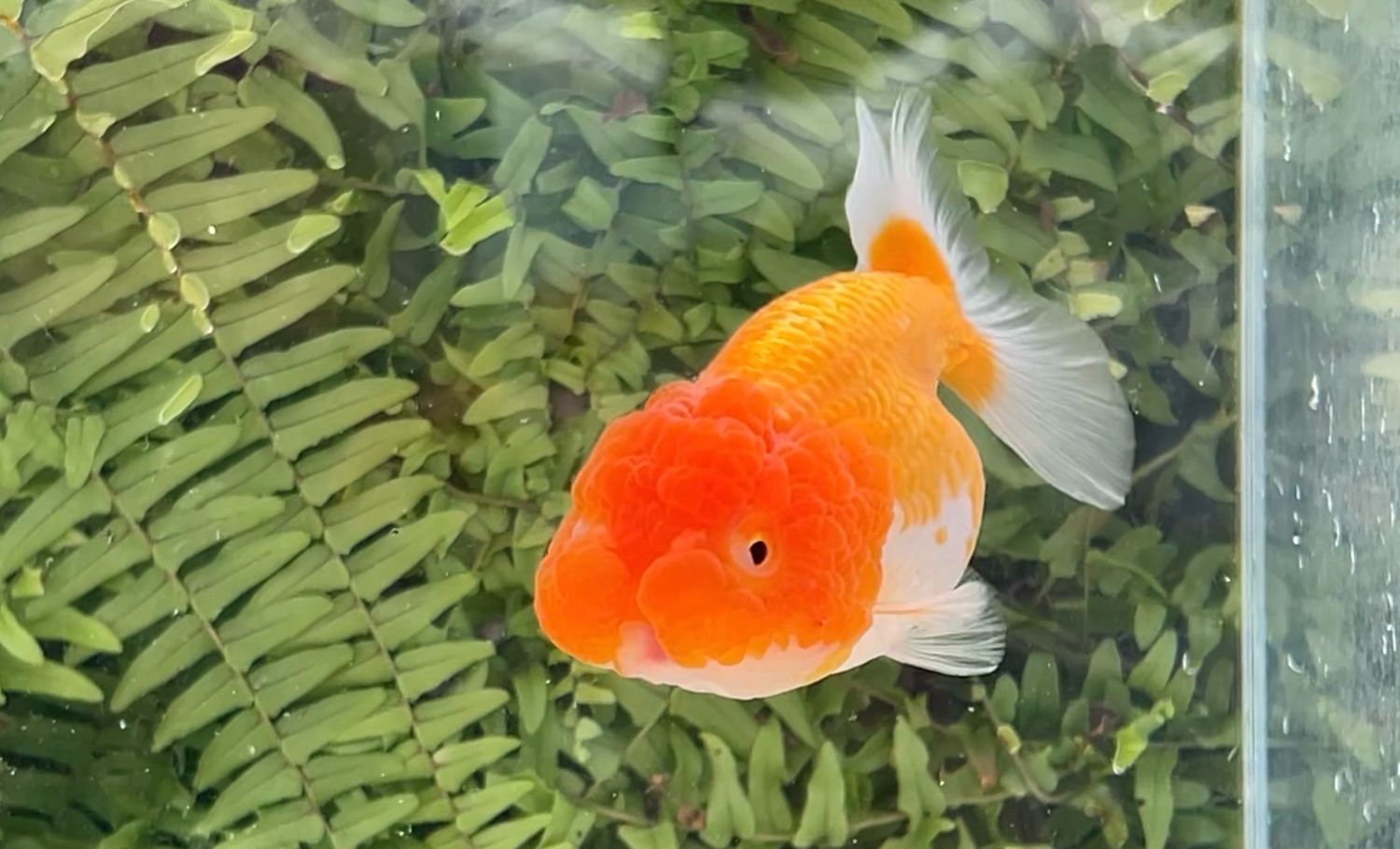 Red And White Lionhead (F, 4”)
