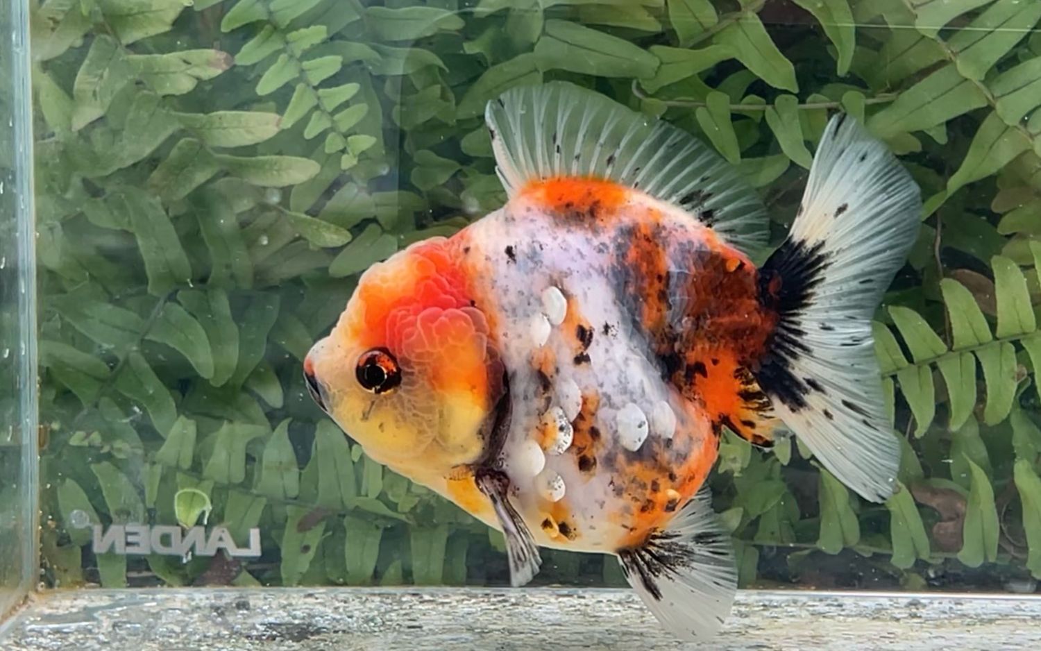 Calico Shogun Oranda (F, 4”)